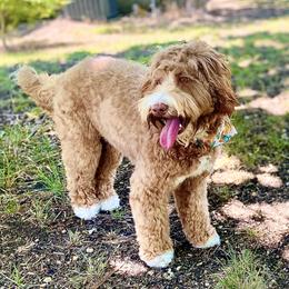 Nova - Australian Labradoodle