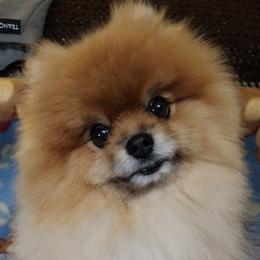 Paddington - Pomeranian