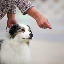 Australian Shepherd and Chow Chow Puppies from Calypso Chow Chows and Australian Shepherds