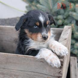 Boy 3 - Black tri-color Australian Shepherd puppy in Yakima, Washington from Naches Heights Ranch