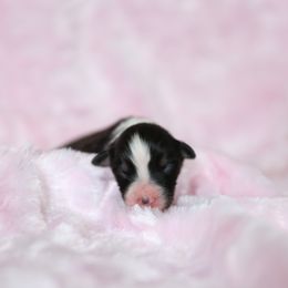 Australian Shepherd Puppies from Mezzo Australian Shepherds