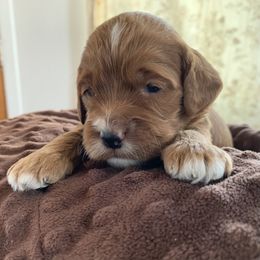 Cockapoo Puppies from ApplebyFarm