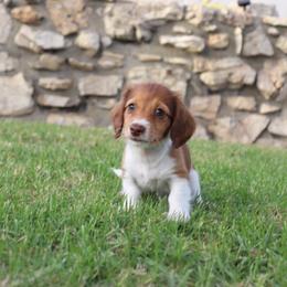 Dachshund Puppies from Dachshund Pups