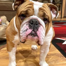 Bulldogs from Cotton Corner Bulldogs