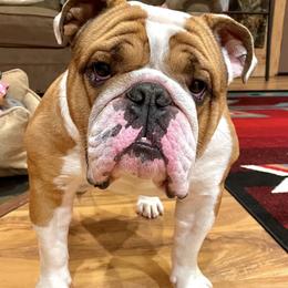 Bulldogs from Cotton Corner Bulldogs