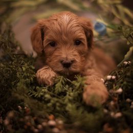 Australian Labradoodle Puppies from Majestic Labradoodles