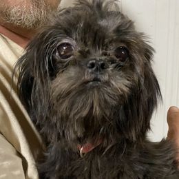 Betty - Shih Tzu