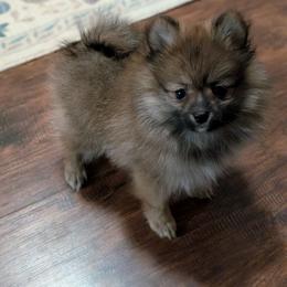 Mannie - Orange sable female Pomeranian puppy in Danielsville, Georgia from PassionatePomPoms