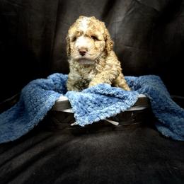 Woody - Red male Bernedoodle puppy in Winter Garden, Pennsylvania from Bernedoodle Bunch