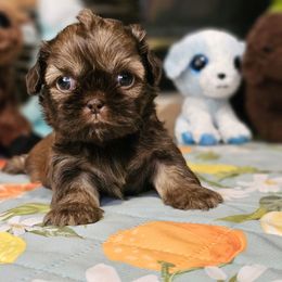 Mochi - Chocolate and tan female Shih Tzu puppy in Corona, California from Ju Shih Tzu