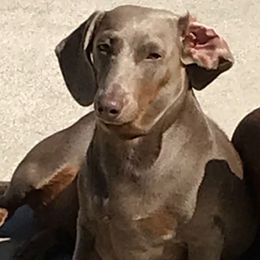 Izzy - Dachshund