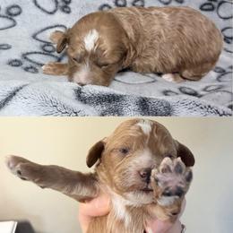 Linguini - Cream female Cockapoo puppy in Clarks Summit, Pennsylvania from M&M Cockapoos