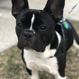 French Bulldog Puppies from TC’s French Bulldogs