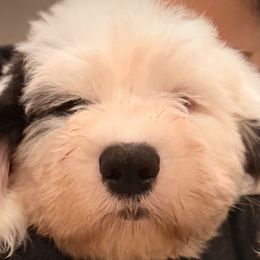 Old English Sheepdogs from Cotufas