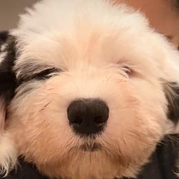 Old English Sheepdogs from Cotufas