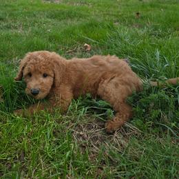 Billy - Red  male Goldendoodle puppy in Georgetown, Tennessee from Georgetown Designer & Purebred Puppies