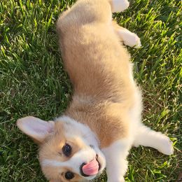 Dachshund and Pembroke Welsh Corgi Puppies from TS Dachshunds and Corgis