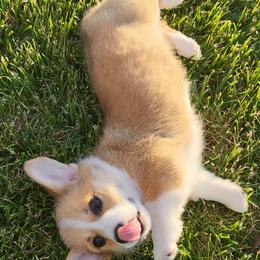 Dachshund and Pembroke Welsh Corgi Puppies from TS Dachshunds and Corgis