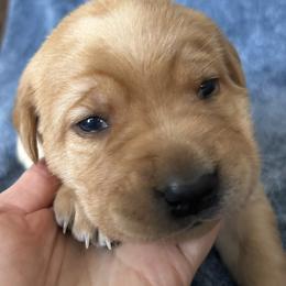 Ginger - Yellow female Labrador Retriever puppy in Alcester, South Dakota from Theresa Rhodes