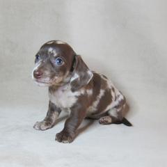 Cookie - Dapple female Dachshund puppy in Pana, Illinois from Doxie Waggin Tails