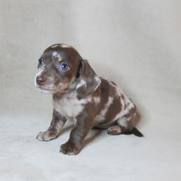 Cookie - Dapple female Dachshund puppy in Pana, Illinois from Doxie Waggin Tails