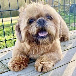 Rebel - Shih Tzu