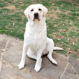 Lily - Labrador Retriever