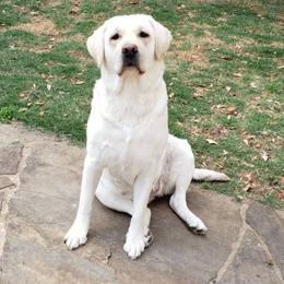 Lily - Labrador Retriever