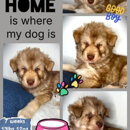 Summit - Red and white male Siberian Husky puppy in Florence, Kentucky from Moonlight Howl Huskies