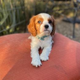Baby boy Blue - Blenheim male Cavalier King Charles Spaniel puppy in Phoenix, Arizona from Larisa's Cavaliers