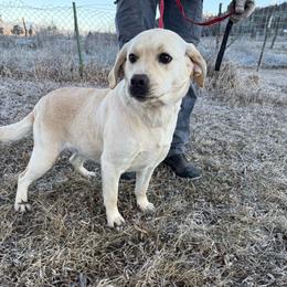 Khaleesi - Yellow female Labrador Retriever puppy in Durango, Colorado from Burress Family Farm and Kennels