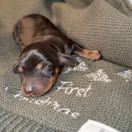 Nova - Black and tan female Dachshund puppy in Barstow, California from Kindle & Burrow Dachshunds