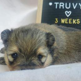 Truvy - Cream sable female Pomeranian puppy in Saint Charles, Missouri from Bisous Pomeranians & Heartland Sh