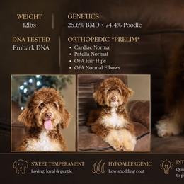 Bernedoodle puppies from Islands Wheatens and Poodles