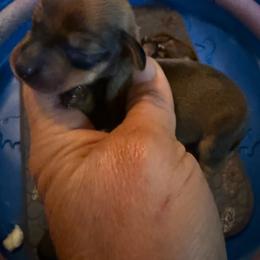 Boy 5 - Wild  boar and tan male Dachshund puppy in South Haven, Kansas from Keen's Dachshunds