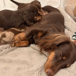 Dachshund Puppies from Andrea Swayne