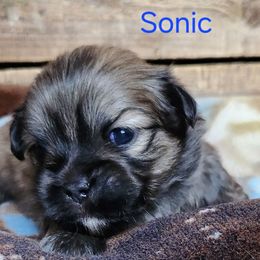 Sonic - Brown male Lhasa Apso puppy in Jefferson, New York from Absolute Lhasa Love