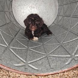 Philautia - Brown and white female Cockapoo puppy in Fort White, Florida from Jade