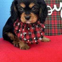 Dasher - Black and tan male Cavalier King Charles Spaniel puppy in Shipshewana, Indiana from Shelli's Puppies