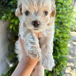 Yellow (Arrow) - Cream male Maltipoo puppy in San Diego, California from Amanda Tsoi - Golden Maltipoo Pups