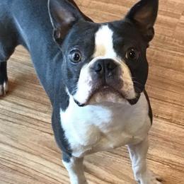Boston Terriers from Ak Boston's in Color