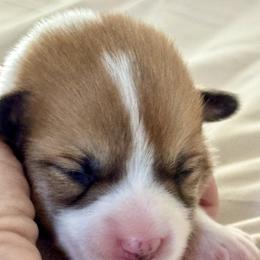 Betsy - Red female Pembroke Welsh Corgi puppy in Brashear, Texas from Sherwood Acres Pembrokes