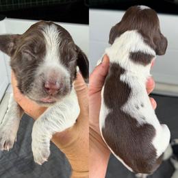 Liver roan girl - Liver roan female English Cocker Spaniel puppy in Millen, Georgia from Pine Hill Kennels