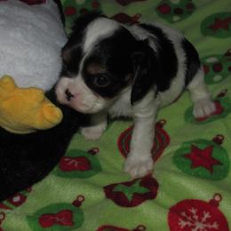Tri boy 1 - Tri-color male Cavalier King Charles Spaniel puppy in Harvard, Illinois from Lori's Cavalier King Charles Spaniels & Dachshunds