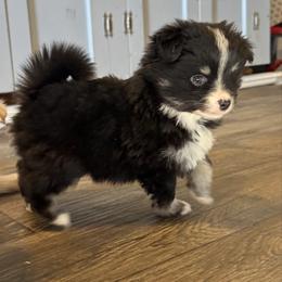 Frappuccino - Black male Pomsky puppy in Sturgis, Kentucky from Furever Pomskies