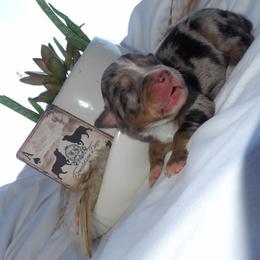 Tiny Blue female - Blue merle female Miniature Australian Shepherd puppy in Elkhart, Texas from Donaldson Dogz