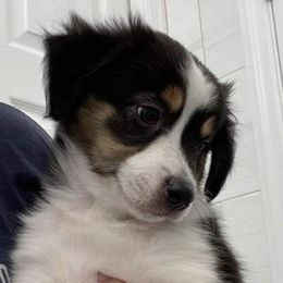 Miniature Australian Shepherds from Gypsy Girl farm
