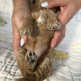 Goldendoodle Puppies from Cassie Farms
