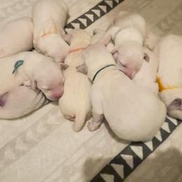 Boy 3 - Yellow Labrador Retriever puppy in Hutto, Texas from Texas Bluebonnet Labs