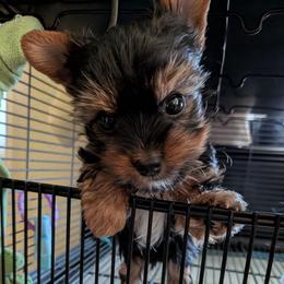 Mack - Black and gold male Yorkshire Terrier puppy in Gatesville, Texas from KontryKritterz Yorkies